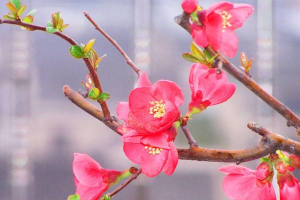 海棠花的養(yǎng)殖方法和注意事項(xiàng)，生長(zhǎng)旺期及時(shí)追肥