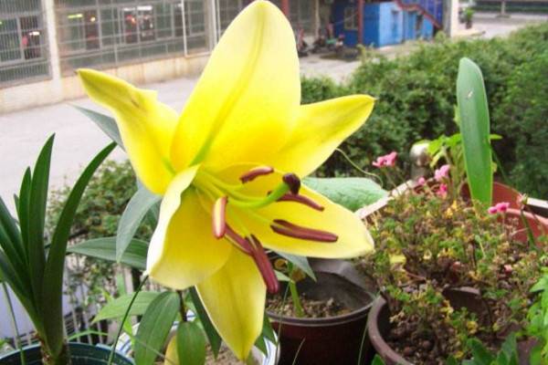 怎樣才能養(yǎng)好百合花，選擇疏松肥沃的砂質(zhì)土壤養(yǎng)護(hù)
