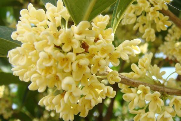 桂花樹(shù)干枯怎么辦