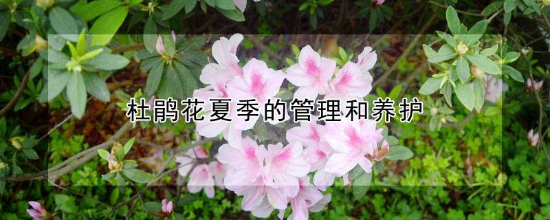 杜鵑花夏季的管理和養(yǎng)護(hù)