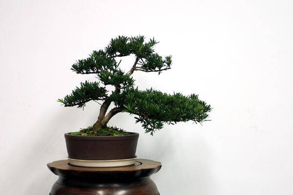 小羅漢松能長(zhǎng)大嗎，能長(zhǎng)大但生長(zhǎng)速度施肥緩慢