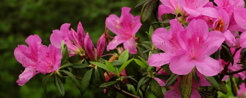 夏季杜鵑花北方怎么養(yǎng)家庭養(yǎng)