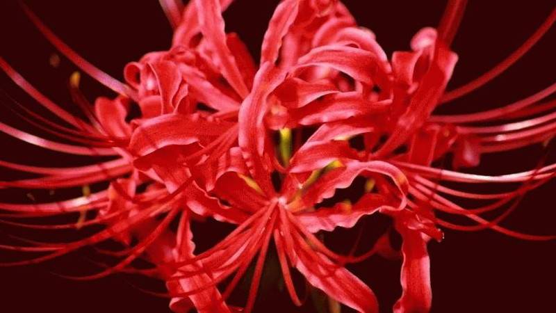 彼岸花的養(yǎng)護方法
