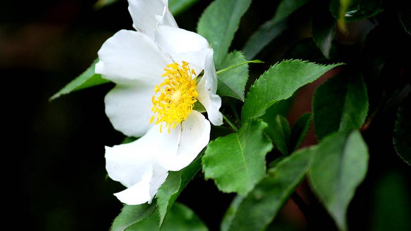 金櫻子花開(kāi)于什么季節(jié)