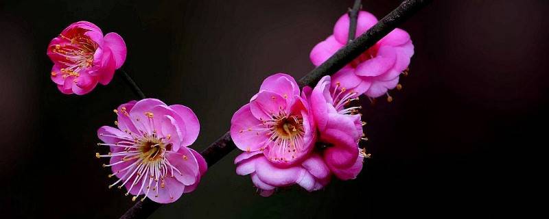 北方盆栽梅花怎么過(guò)冬