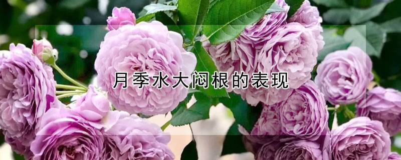 月季水大悶根的表現(xiàn)