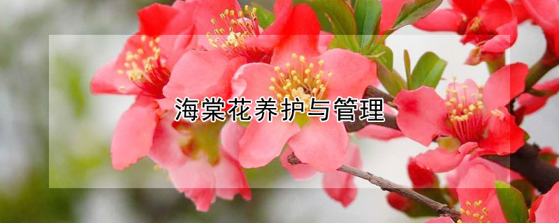 海棠花養(yǎng)護(hù)與管理