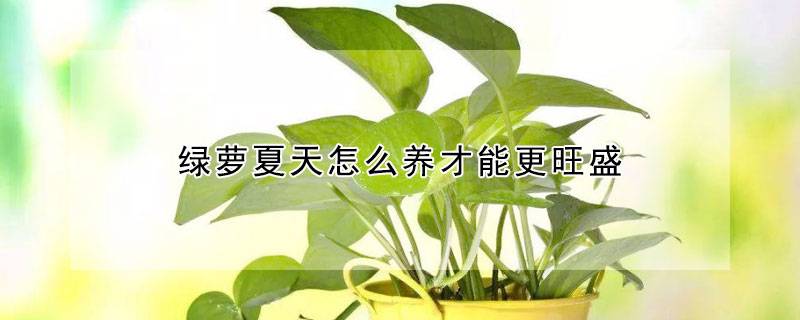 綠蘿夏天怎么養(yǎng)才能更旺盛
