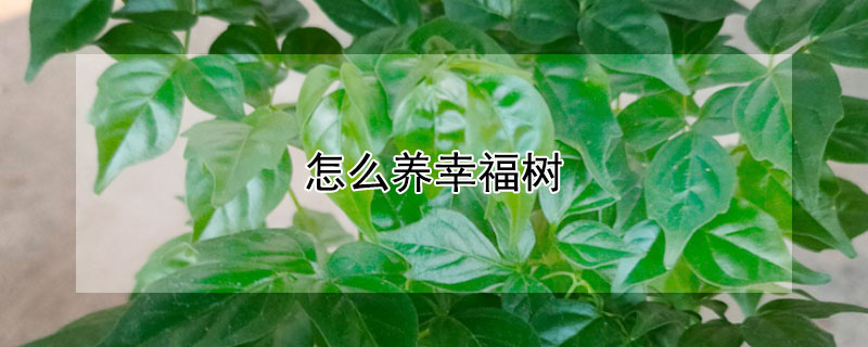 怎么養(yǎng)幸福樹