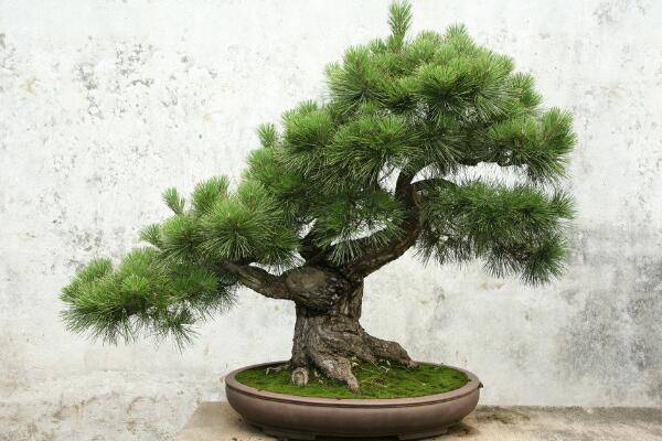 小羅漢松能長(zhǎng)大嗎，能長(zhǎng)大但生長(zhǎng)速度施肥緩慢