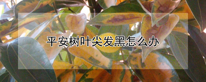 平安樹葉尖發(fā)黑怎么辦
