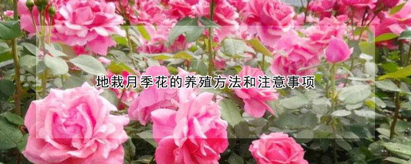 地栽月季花的養(yǎng)殖方法和注意事項(xiàng)