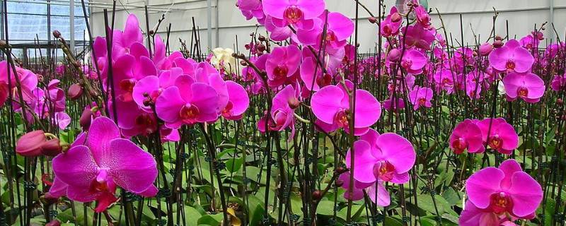 蝴蝶蘭春節(jié)開花幾時(shí)種