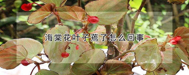 海棠花葉子蔫了怎么回事