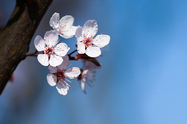 中國(guó)櫻花開花時(shí)間