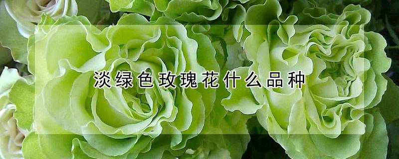 淡綠色玫瑰花什么品種
