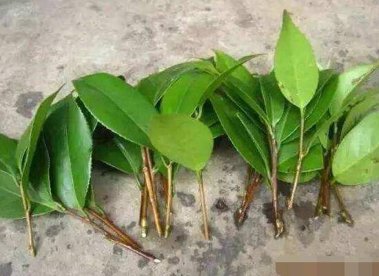 橡皮樹扦插，教你六大基本步驟快速生根發(fā)芽(30天)
