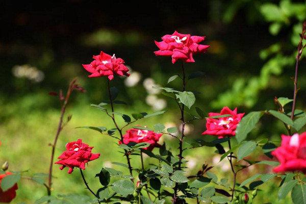 月季花長(zhǎng)了綠色的蟲(chóng)子
