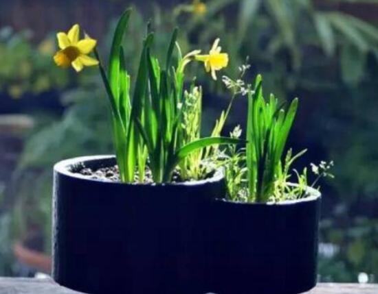 水仙花三大培植方法，介紹三種種植方法(土培/水培/沙培)