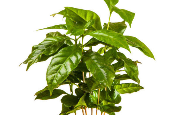 綠寶樹(shù)開(kāi)花有什么預(yù)兆