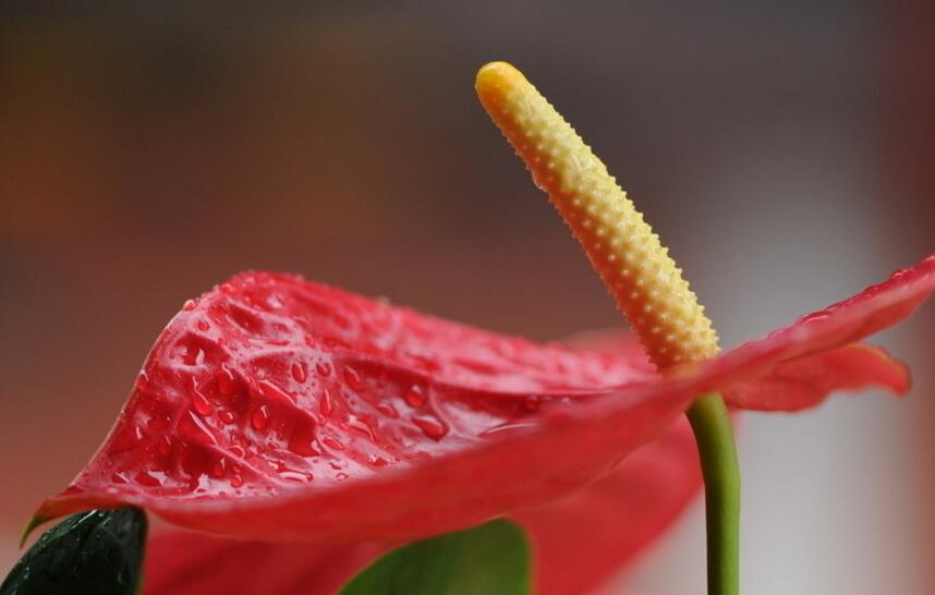 紅掌扦插圖解，極高成活率的方法