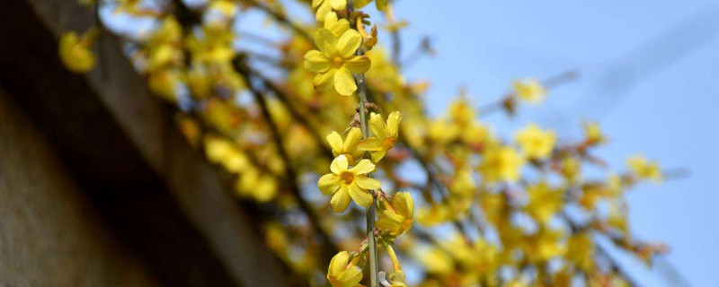 迎春花小苗什么時(shí)候移栽好