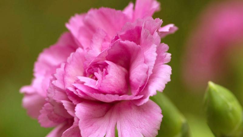 康乃馨是什么季節(jié)的花