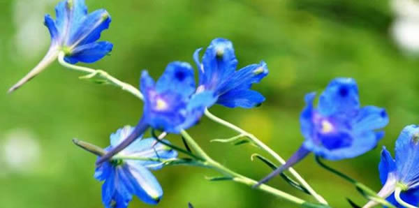 翠雀的花語
