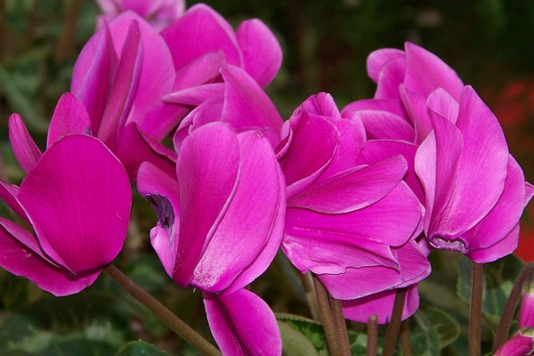 仙客來(lái)的花期多長(zhǎng)時(shí)間
