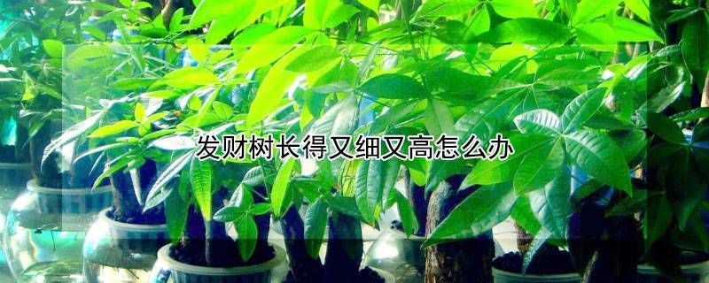 發(fā)財樹長得又細又高怎么辦