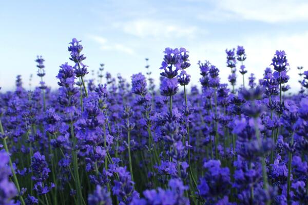 薰衣草花語圖片，薰衣草代表真愛