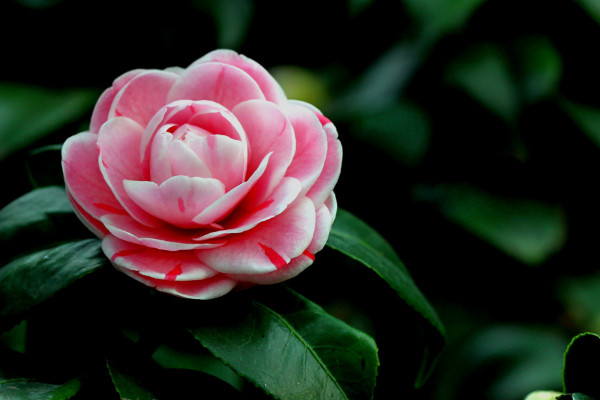 烈香茶花如何養(yǎng)殖