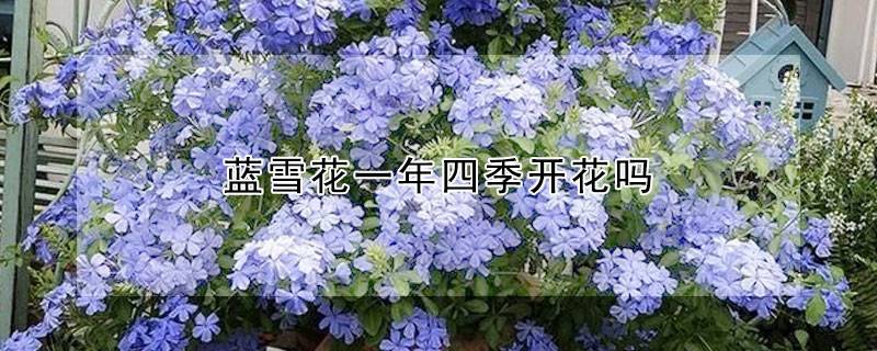 藍(lán)雪花一年四季開花嗎
