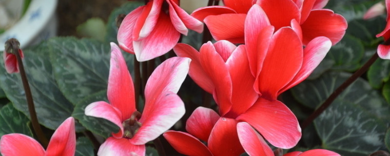 仙客來(lái)的花期多長(zhǎng)時(shí)間