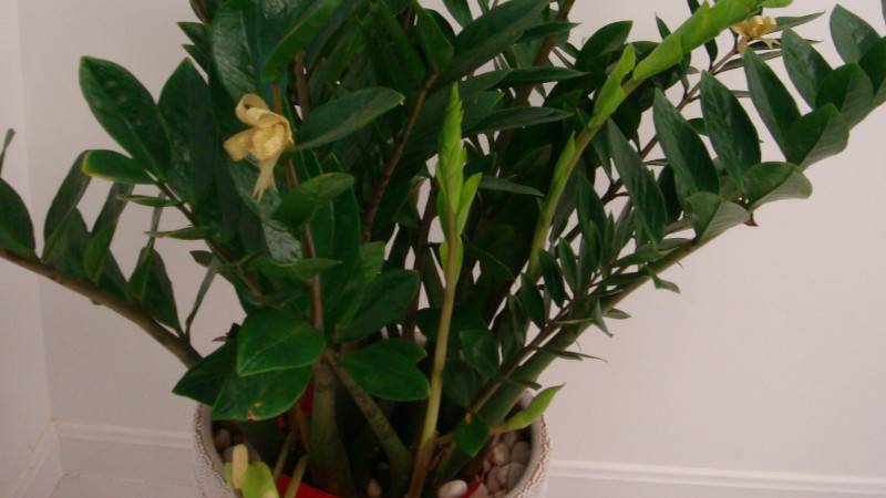 金錢(qián)樹(shù)怎樣爆芽