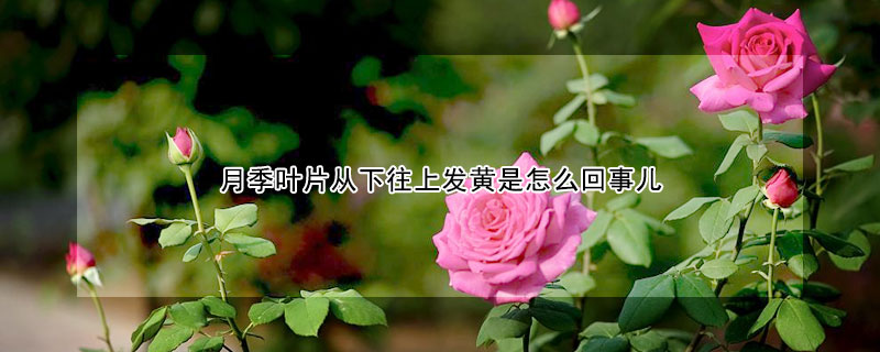 月季葉片從下往上發(fā)黃是怎么回事兒