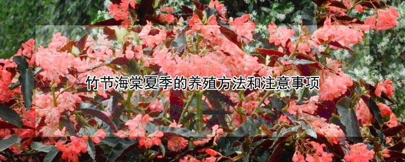 竹節(jié)海棠夏季的養(yǎng)殖方法和注意事項(xiàng)