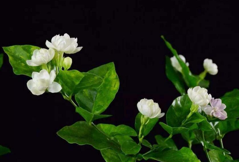 茉莉的花語，地區(qū)和數(shù)量不同代表的寓意也不同