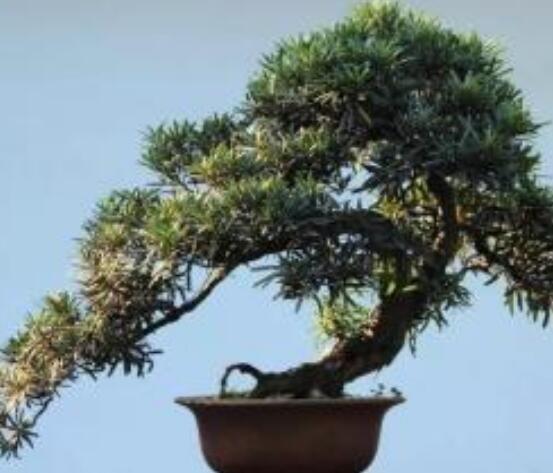 羅漢松寓意是什么，意著招財進(jìn)寶、長壽吉祥(美好)