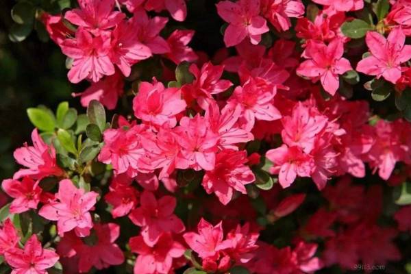 丹寨杜鵑花幾月份開花