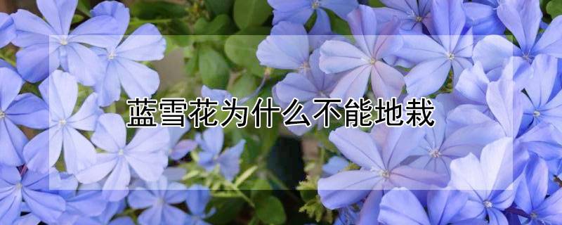 藍(lán)雪花為什么不能地栽