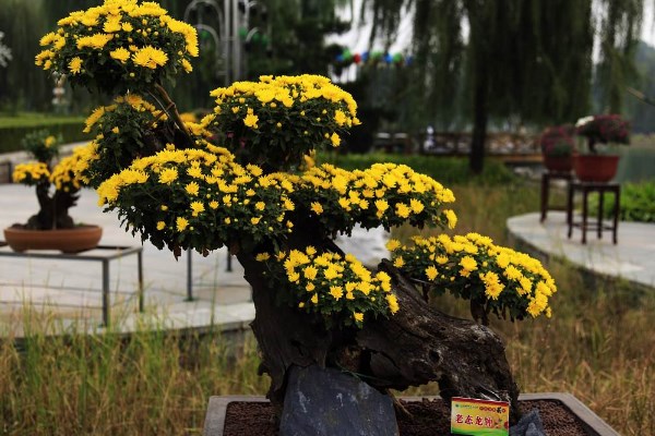 菊花怎么催花，保證養(yǎng)分充足并加強(qiáng)光照