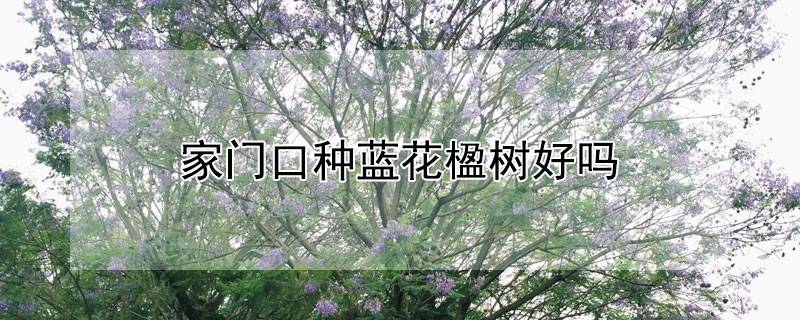 家門口種藍(lán)花楹樹好嗎