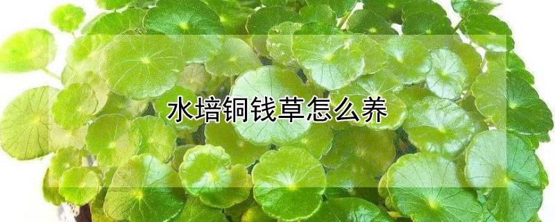 水培銅錢草怎么養(yǎng)