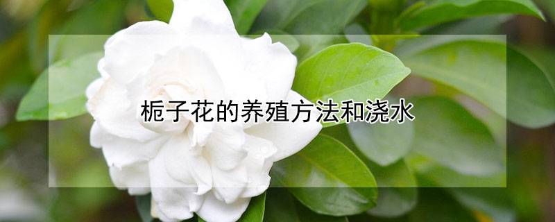 梔子花的養(yǎng)殖方法和澆水