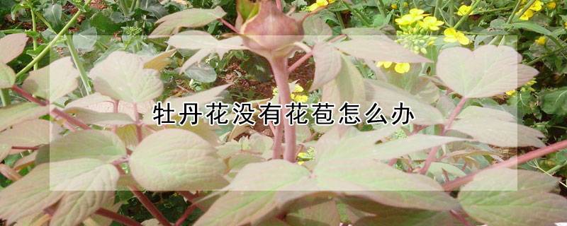 牡丹花沒(méi)有花苞怎么辦