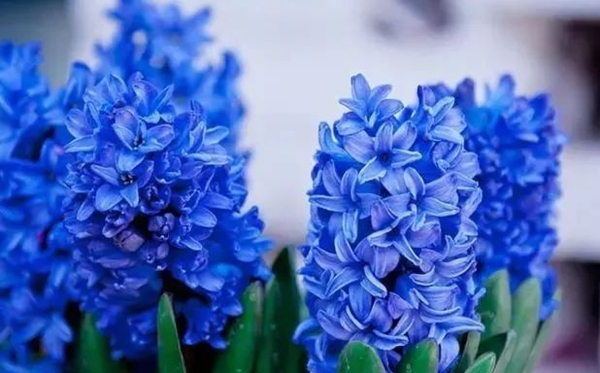 風(fēng)信子的花語(yǔ),風(fēng)信子的寓意和象征是什么