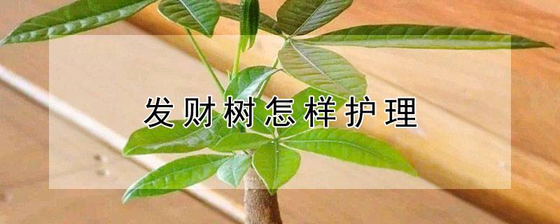 發(fā)財(cái)樹怎樣護(hù)理