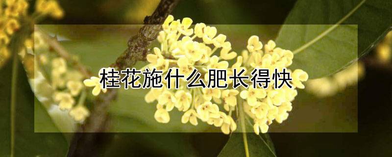 桂花施什么肥長(zhǎng)得快