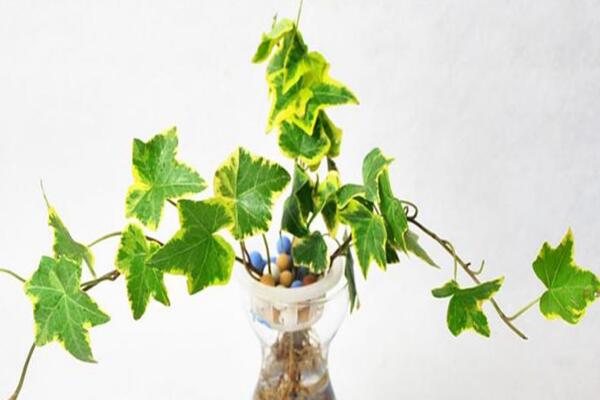 常春藤水澆多了怎么辦，脫盆晾土，重新栽種